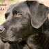 50 Names for Black Lab Male Dogs