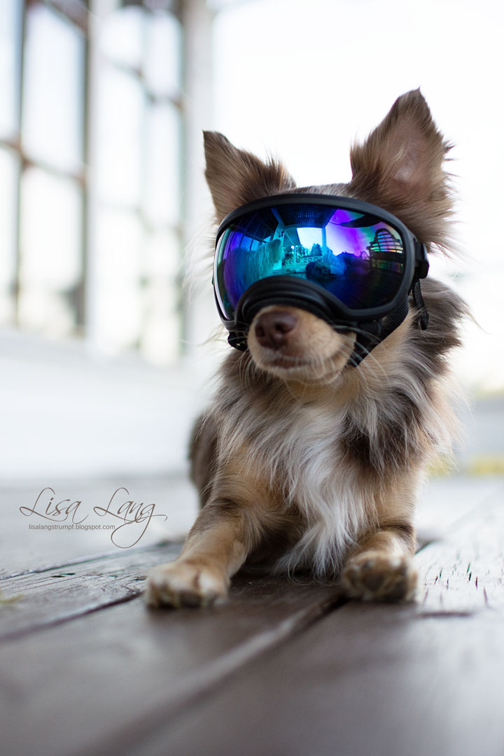 struktur aborre løst Livets kaos: Solbriller til en hund – åh, herregud!
