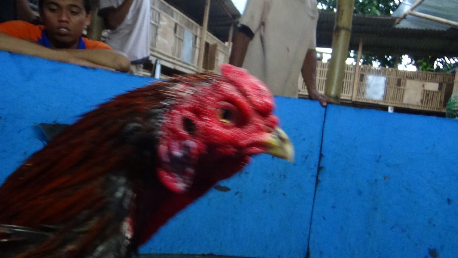 Ayam  bangkok Ayam  Petarung Jogjakarta SPEDO SUPER CEPAT 