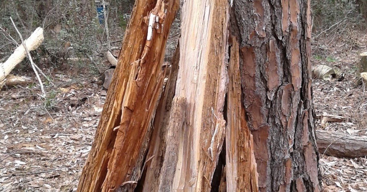 David Kralik Outdoors Finding Fatwood