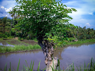 Wild Santen Tree And The Rice Fields Scenery In The Agricultural Area At Ringdikit Village, North Bali, Indonesia