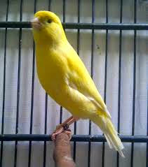 burung kenari berner gambar kenari berner