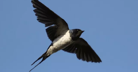 suara panggil burung walet terbaik