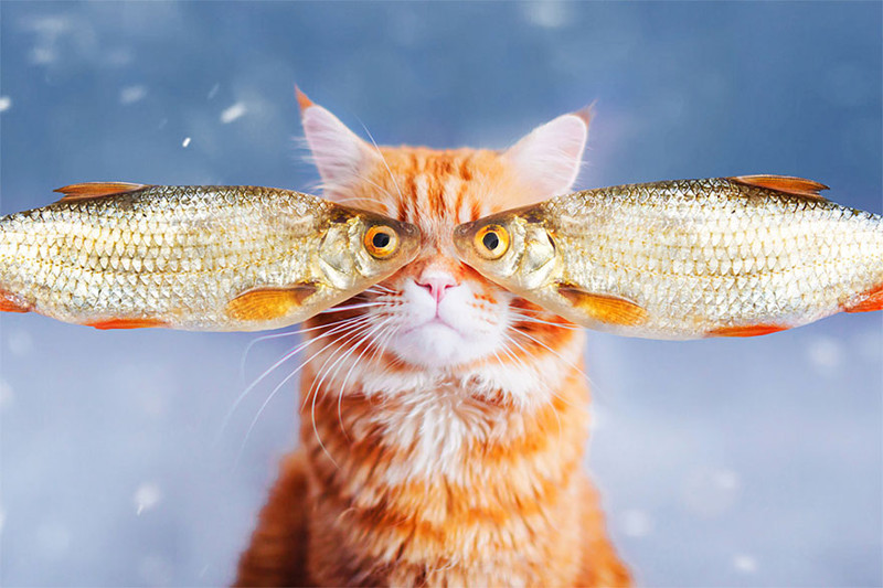 Смешной кот Котлета (13 фото)