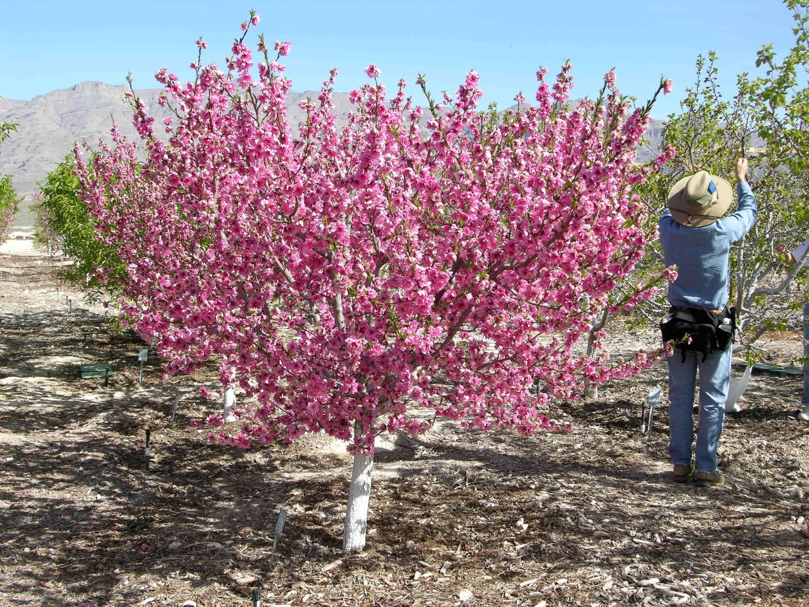 Xtremehorticulture of the Desert My Peach is Not Sweet But I Got Lots