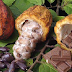 El cacao, el alimento de los dioses descubierto por Cristóbal Colón