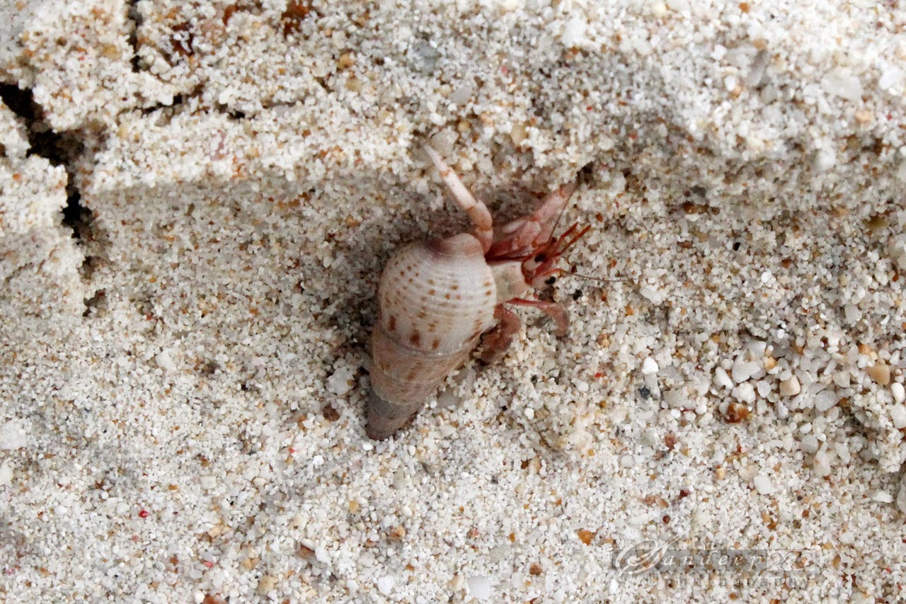 live seashells at the shoreline live seashells at the shoreline