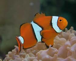 Percula_Clown-fish_aquariumnetwork