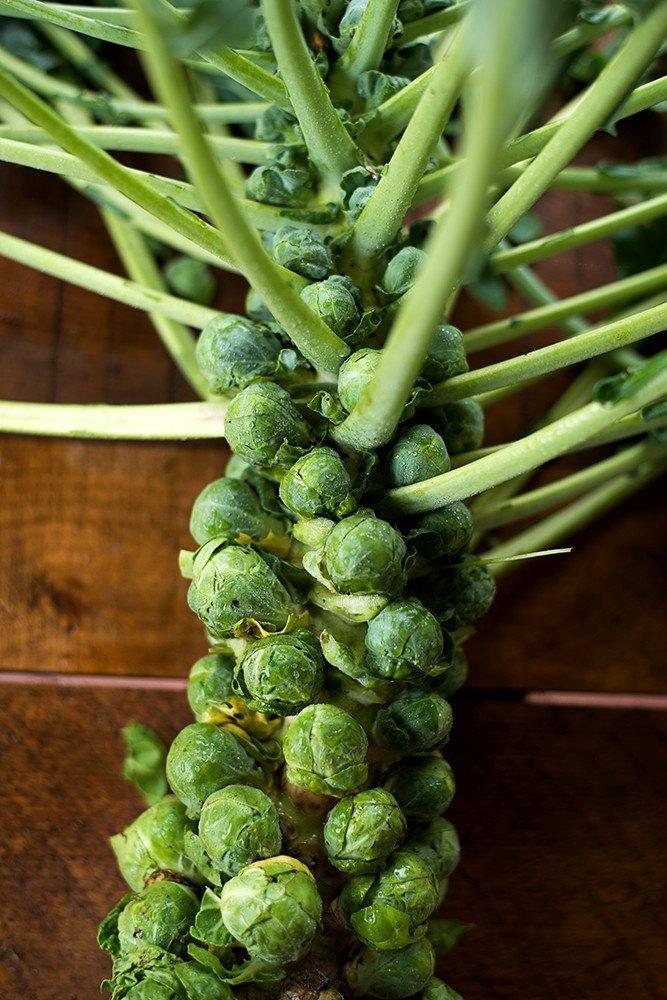How to Grow Brussels Sprouts - Everything About Garden