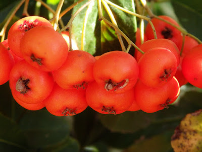 Frutos del espino de fuego (Pyracantha coccinea)