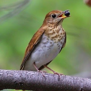 Willow thrush bird song Willow thrush bird song