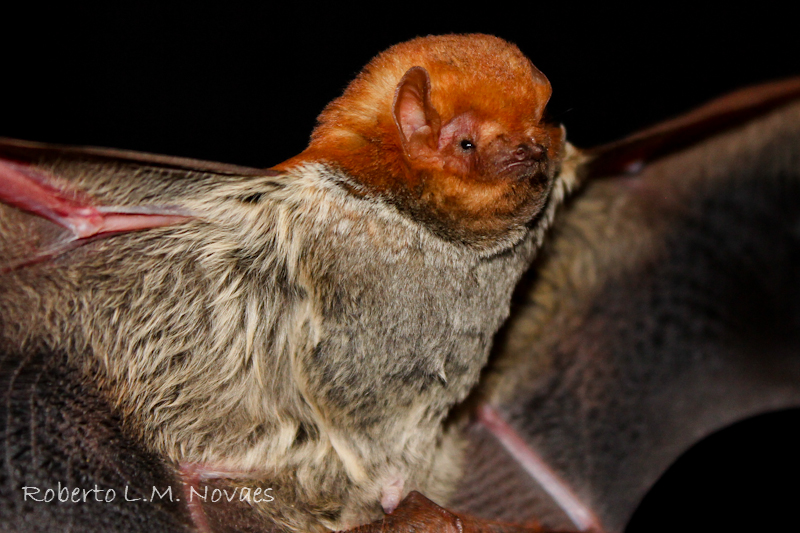 Morcegos do Brasil Lasiurus blossevillii
