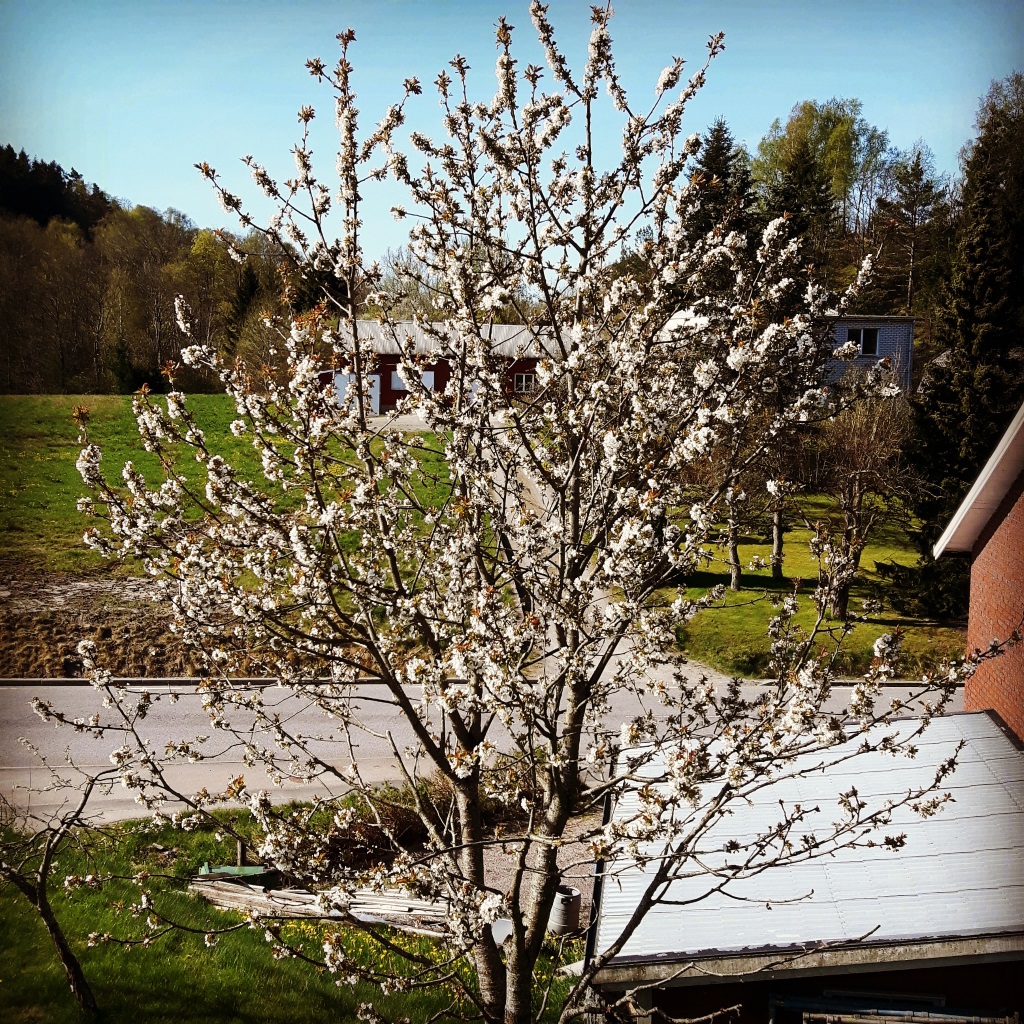 Min dröm om en levande fjärilsträdgård: blommande plommon och körsbär