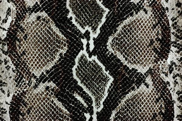 Snake Print New HD Wallpapers