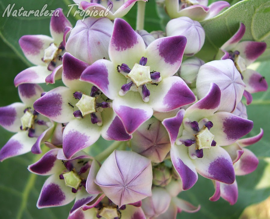 Flores de la planta Algodón de Seda, Calotropis procera