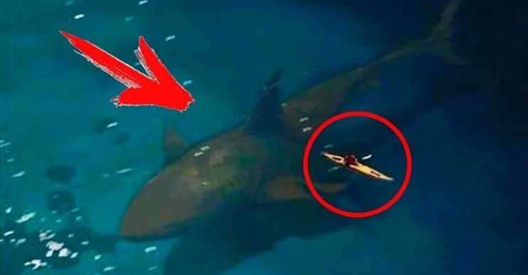 Camgöz köpek balığı da sık sık acemi kimselerce Megalodon ile karıştırılmaktadır.