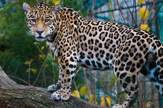 Jaguar, Kucing Besar Yang Doyan Daging Buaya