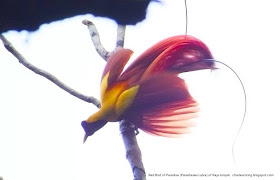 Red Bird of Paradise Birdwatching in Raja Ampat of Indonesia