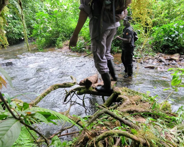Fording a stream in the Bwindi Impenetrable Forest in Uganda