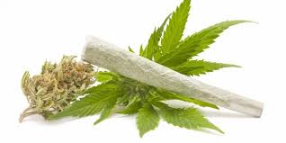 ganja efek tes menghilangkan saat urine manusia tubuh