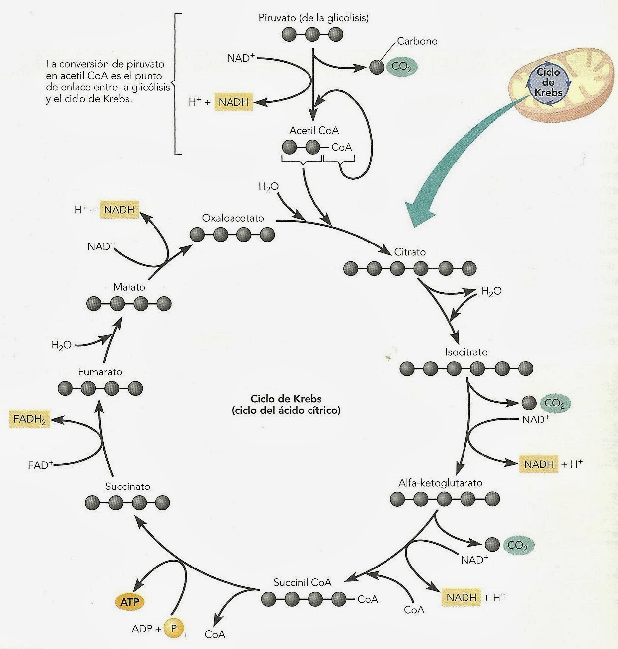 Apuntes de Fisiología Vegetal Respiración II. Ciclo de Krebs Apuntes de Fisiología Vegetal Respiración II. Ciclo de Krebs