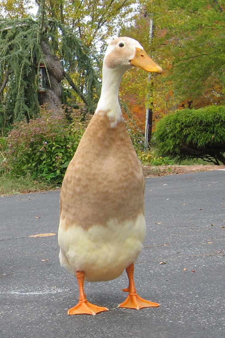 gambar Gambar bebek Lengkap gambar Gambar bebek Lengkap