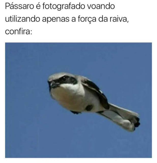 Memes engraçados Memes engraçados