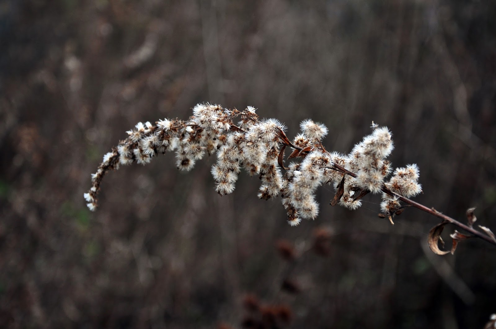 Winter Wildflowers