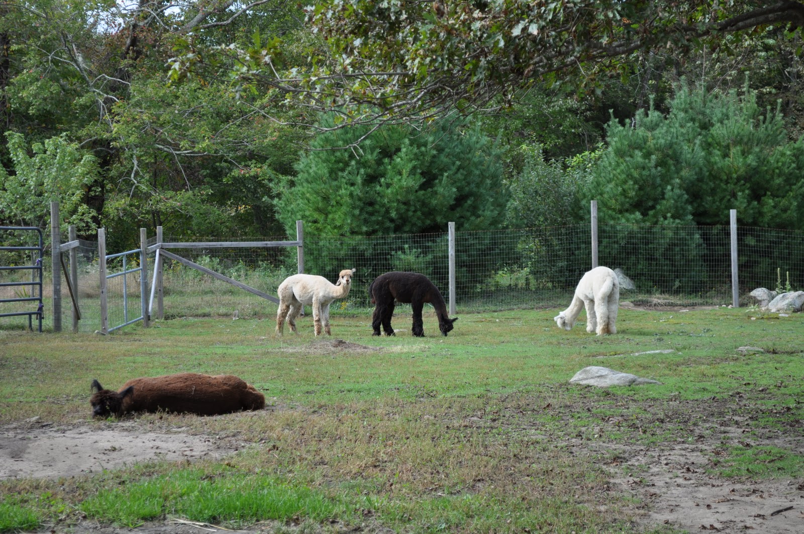 Lavender Hill Farm Alpacas National Alpaca Farm Days September 2425, 2011