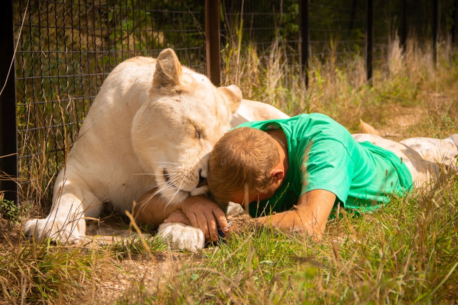 В парке львов тайган филипп киркоров. Парк львов тайган. Зубков тайган. Симба больной в тайгане. Сфоткаться со львом.
