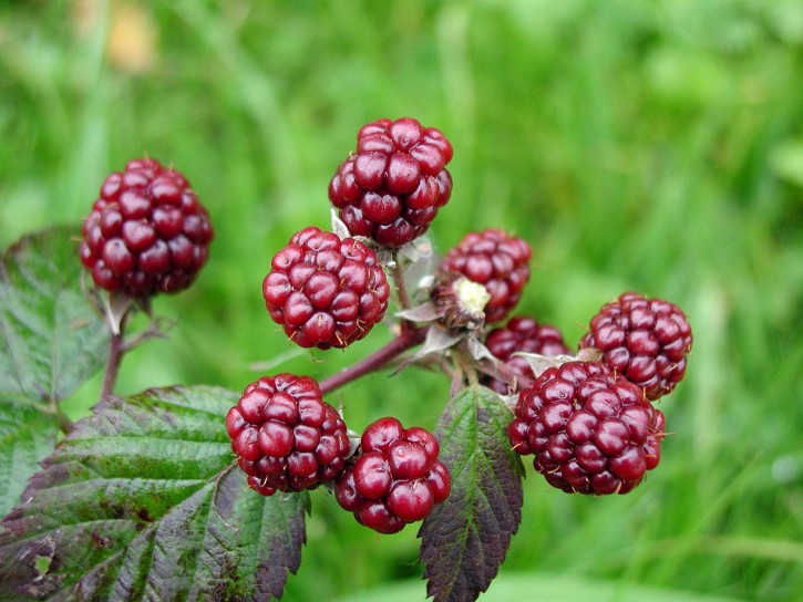Beautiful Wallpapers: Blackberry fruit photography, Blackberry