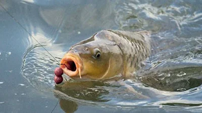 Hướng dẫn làm mồi câu cá Chép