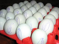 telur asin murah