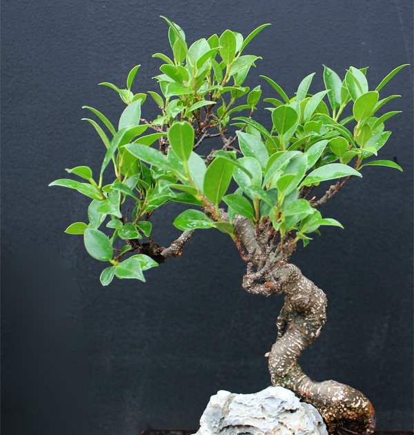 Shoreline Area News Bonsai class at Sky Nursery