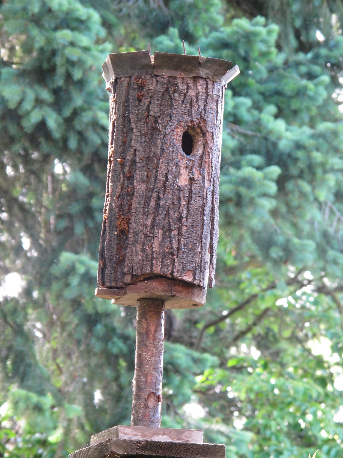 bea-that-as-it-mae-the-nuthatches-and-the-log-bird-house