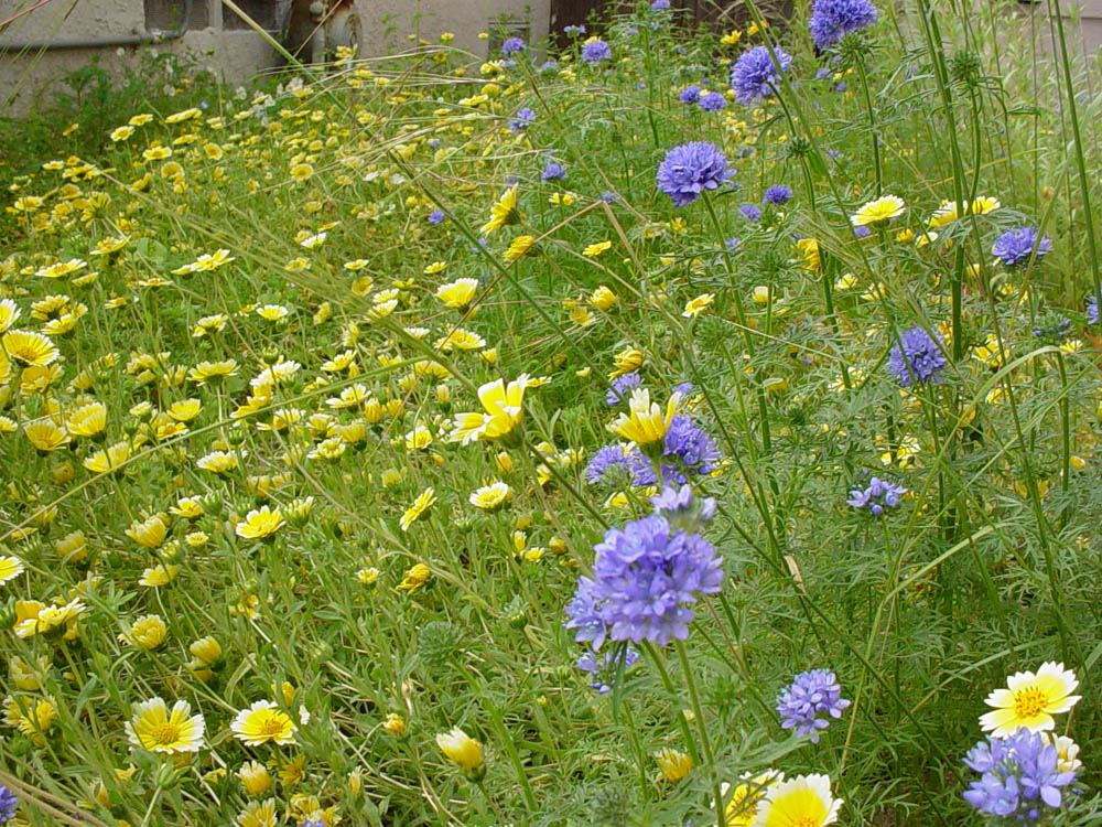Mother Nature's Backyard A Waterwise Garden Growing California