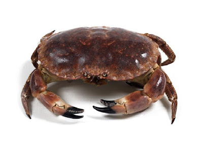 buey de mar
