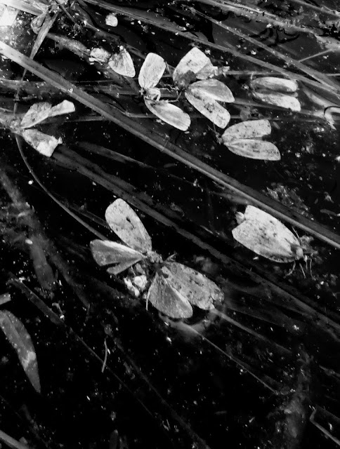 Moths in mud can uncover prehistoric secrets Moths in mud can uncover prehistoric secrets