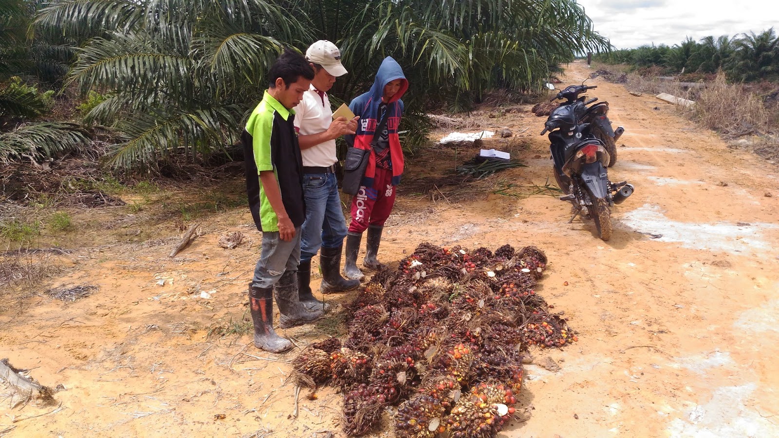 Contoh Laporan Mandor Kelapa Sawit Nusagates