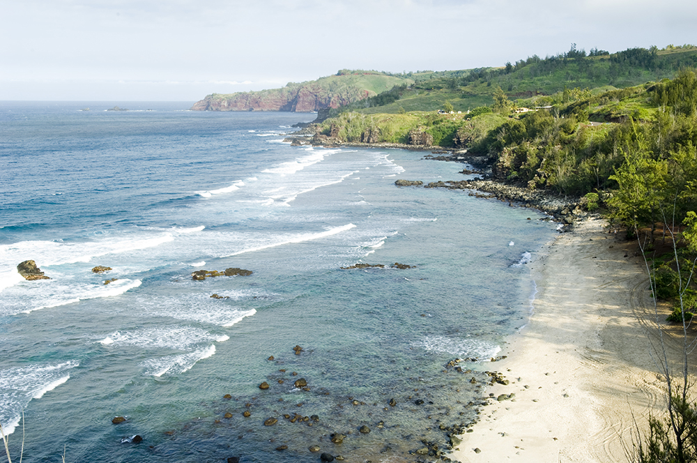 The 3 Foragers Foraging for Wild, Natural, Organic Food Wild Edibles
