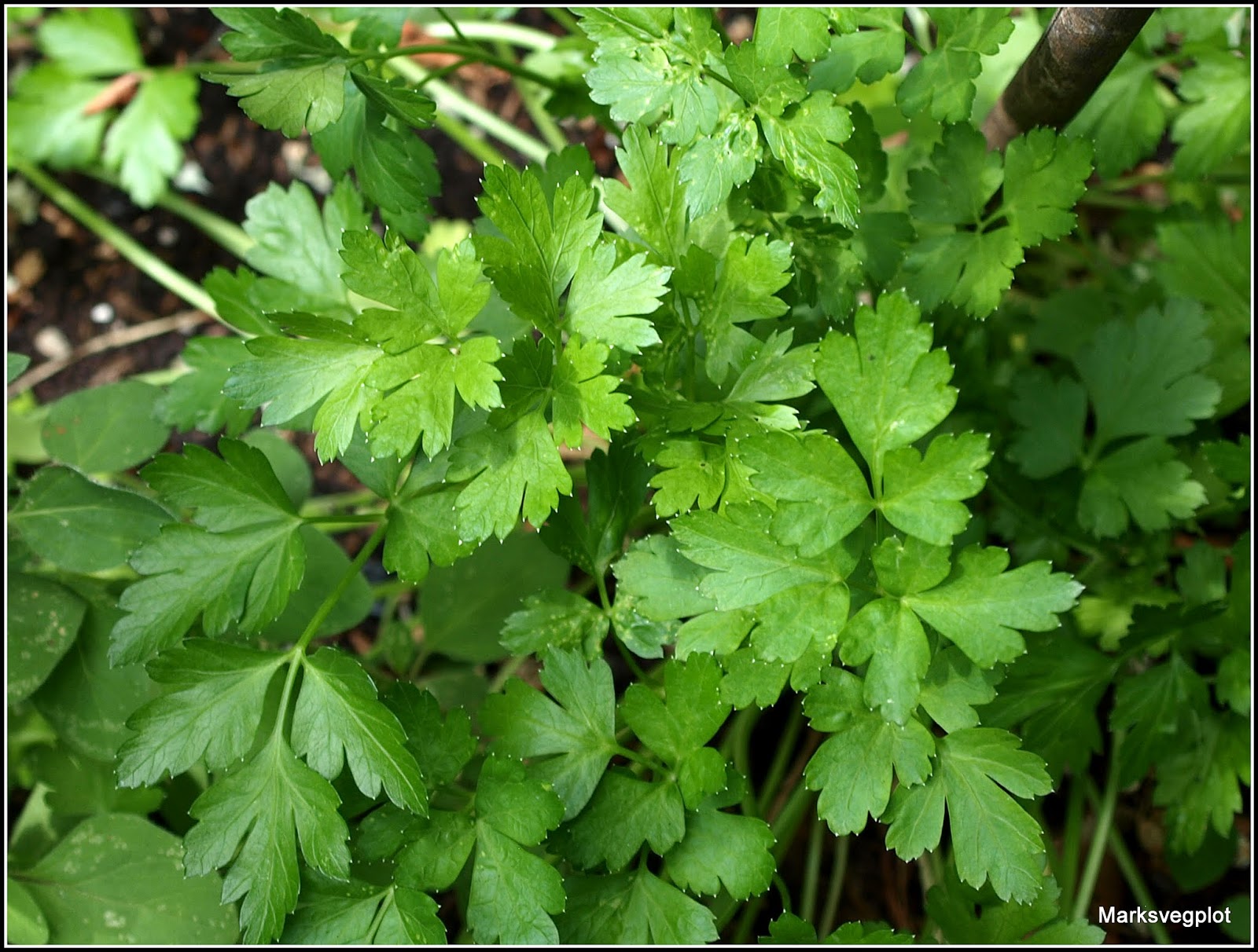 Mark's Veg Plot Mediterranean herbs