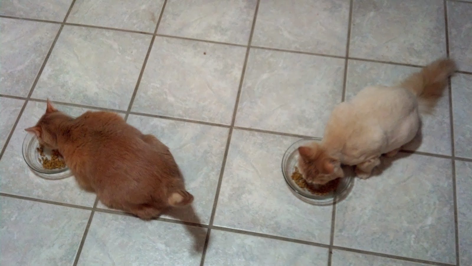 Pawsitively Cats Feline Aggression Part 2 How to Resolve Aggression