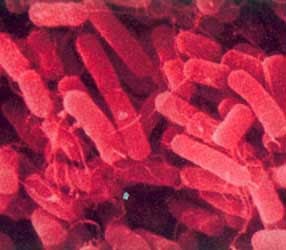 bacterii klebsiella