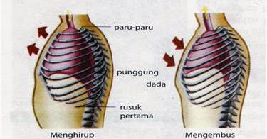 Inspirasi pada pernapasan manusia terjadi karena diafragma