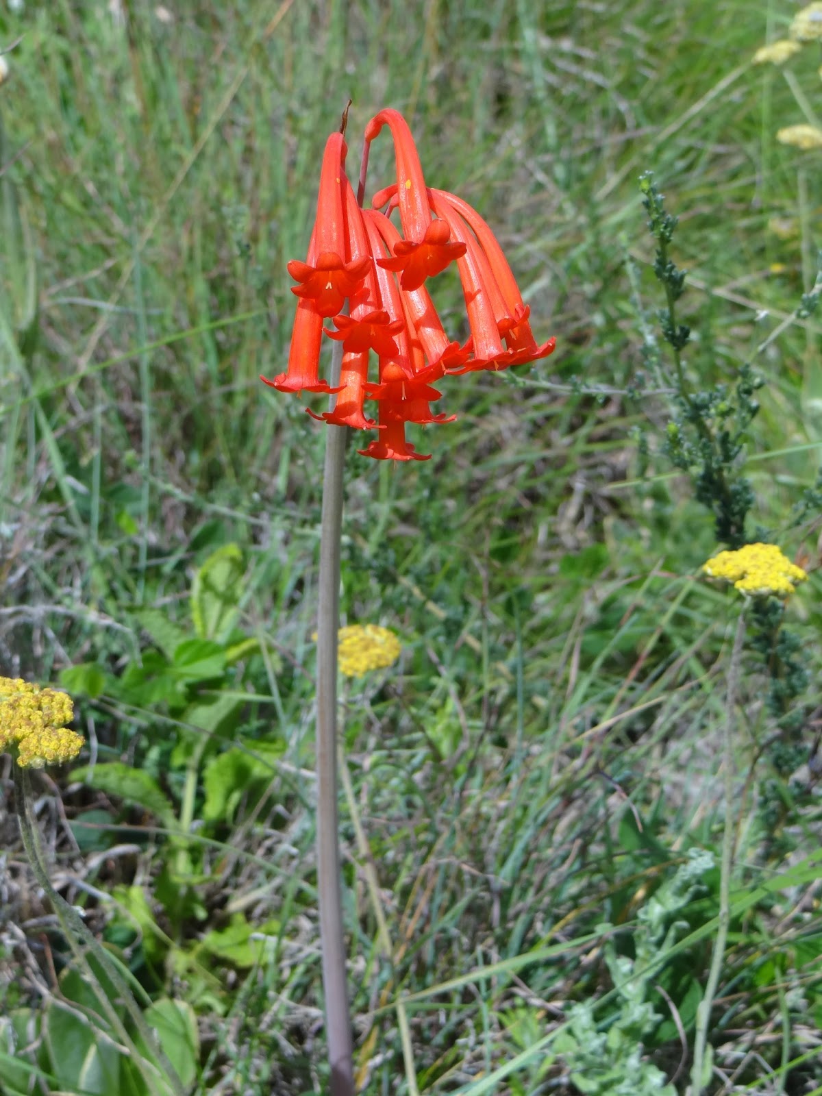 Caerulean Skies Summer Flowering South African Bulbs