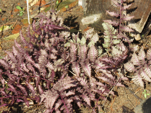 Japanese painted fern