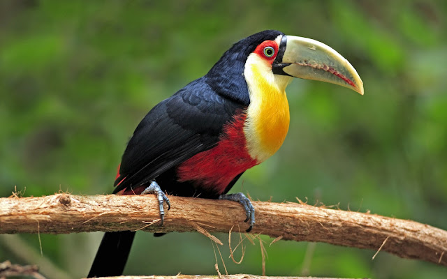 Beautiful Birds of The World Wallpapers - Download Free Hd ...