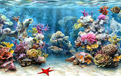 coral reef reefs plants ocean animals corals open octopus starfish ecosystems fish underwater sea marine ecosystem sharks paintings under cool