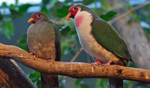 Superb Fruit-Dove | A Rare Pink-Necked Green #Pigeon Superb Fruit-Dove | A Rare Pink-Necked Green #Pigeon