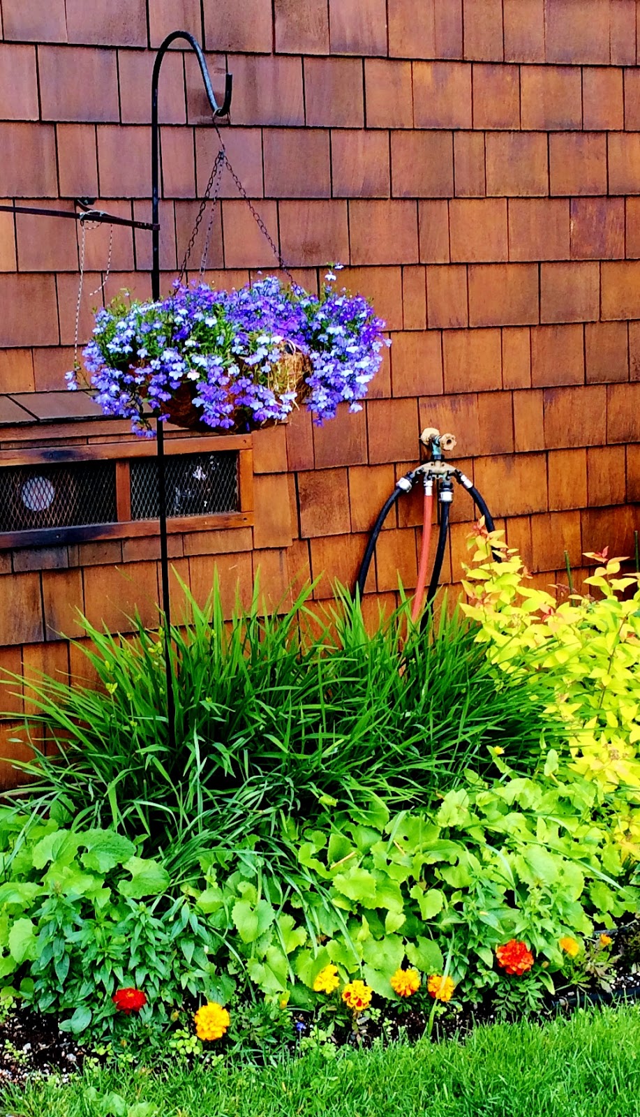 Swallowed Fly Crusades Hanging Baskets in Anchorage
